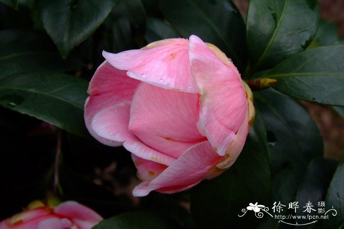‘情人大卡特’山茶 Camellia 'Bigkater' ‘情人大卡特’山茶 Camellia 'Bigkater'