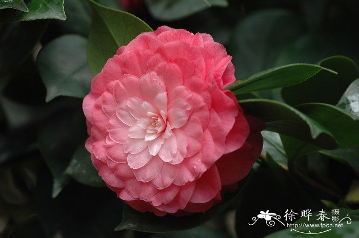 ‘嫦娥彩’山茶 Camellia 'Changecai'