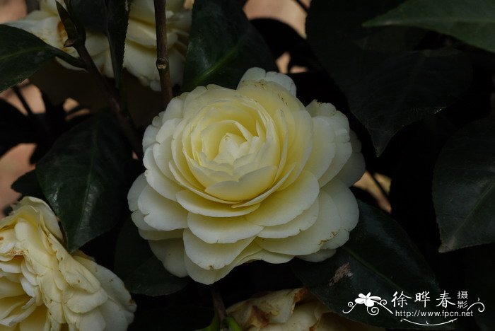 ‘黄达’山茶 Camellia 'Dahlohnega' ‘黄达’山茶 Camellia 'Dahlohnega'