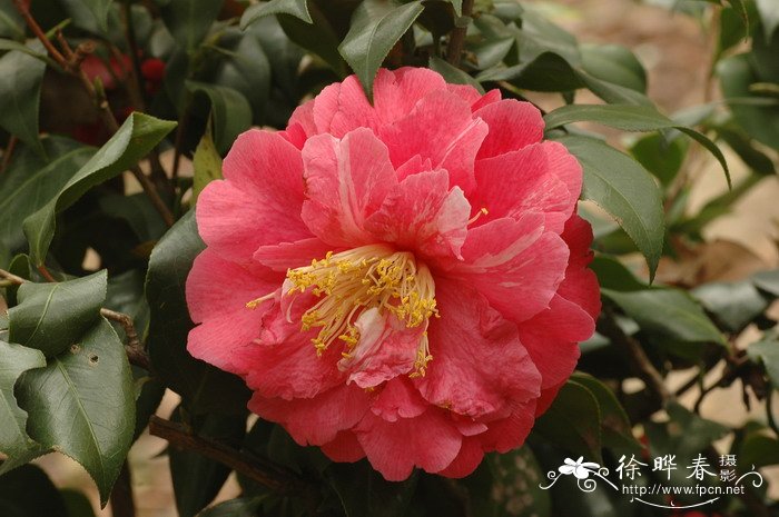 ‘达婷’山茶 Camellia 'Dating'