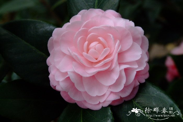 ‘宫粉茶’山茶 Camellia 'Gongfen' ‘宫粉茶’山茶 Camellia 'Gongfen'