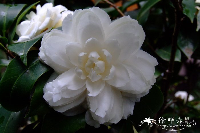 ‘白六角’山茶 Camellia 'Liujiao'