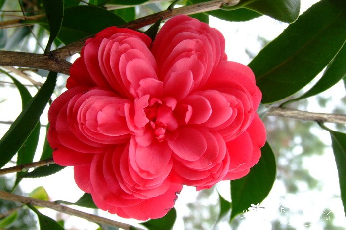 ‘红六角’山茶 Camellia 'Liujiao'