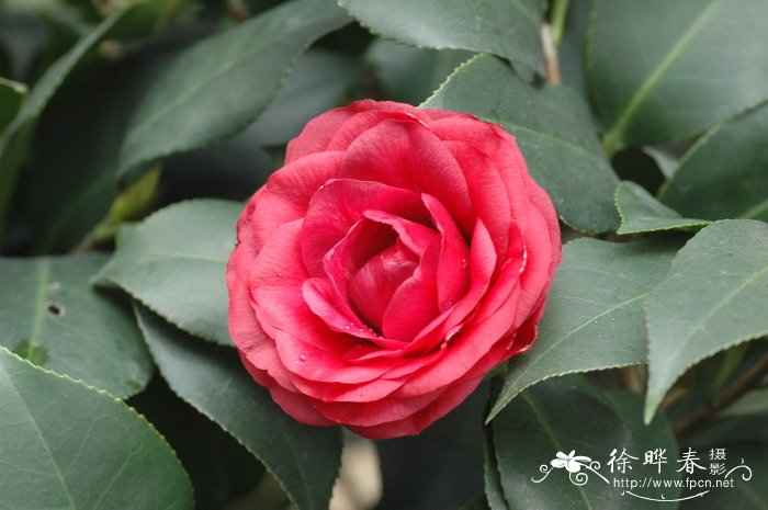 ‘九曲’山茶 Camellia 'Jiuqu'