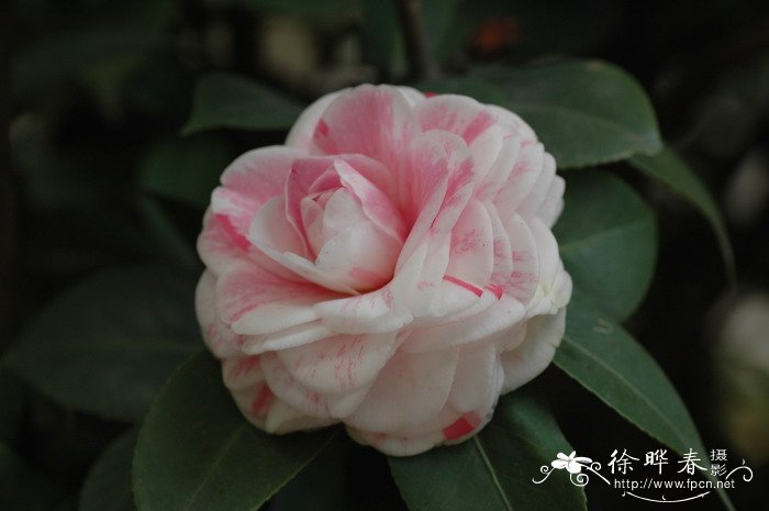 ‘多彩十八学士’山茶 Camellia 'Lichun'