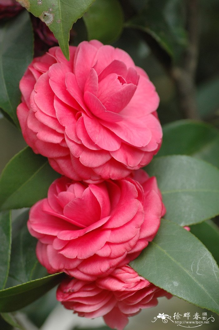 ‘红十八学士’山茶 Camellia japomica 'Lichun'