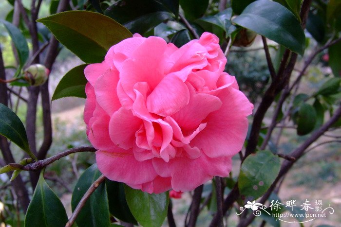 ‘粉心牡丹’山茶 Camellia 'Mudan'