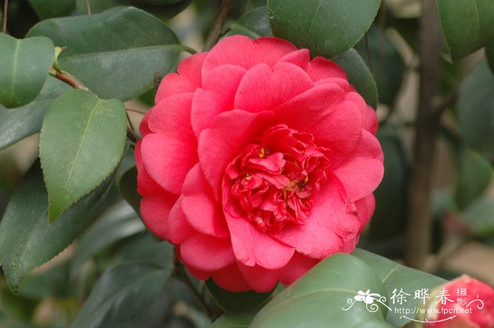 ‘松子鳞’山茶 Camellia 'Songzilin'