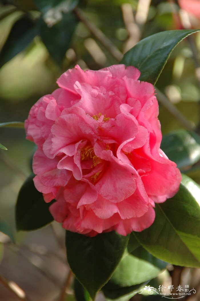‘香神’山茶 ‘香神’山茶