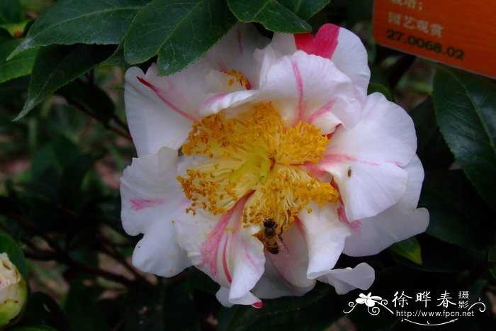 ‘香太阳’山茶 Camellia 'Xiangtaiyang'