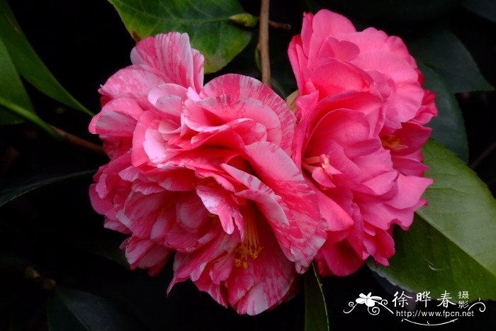 ‘鸳鸯茶’山茶Camellia 'Yuangyang' ‘鸳鸯茶’山茶Camellia 'Yuangyang'