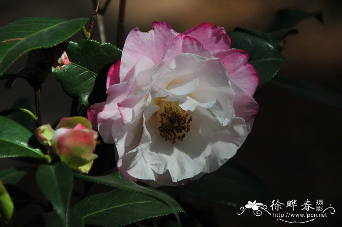 ‘玉玫瑰’山茶 Camellia 'Yumeigui'
