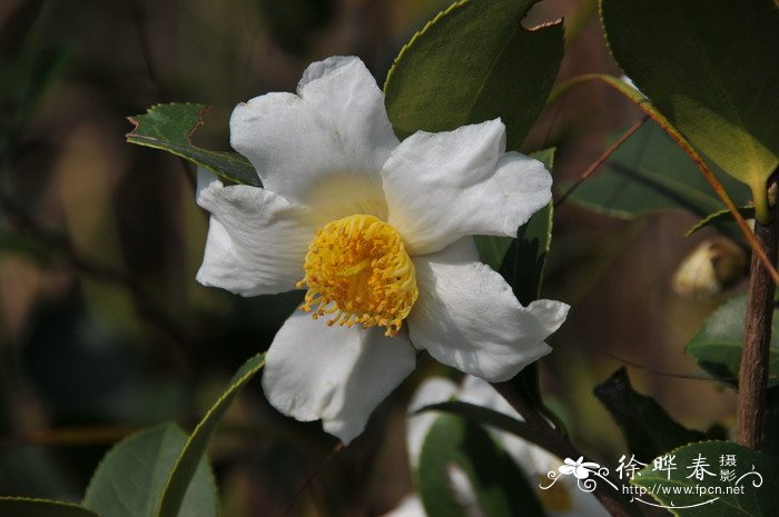 油茶Camellia oleifera 油茶Camellia oleifera