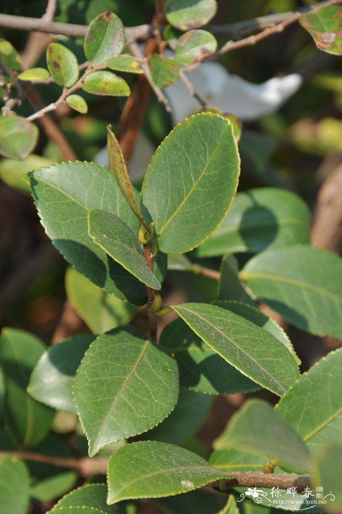 油茶Camellia oleifera 油茶Camellia oleifera