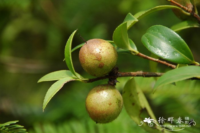 油茶Camellia oleifera 油茶Camellia oleifera