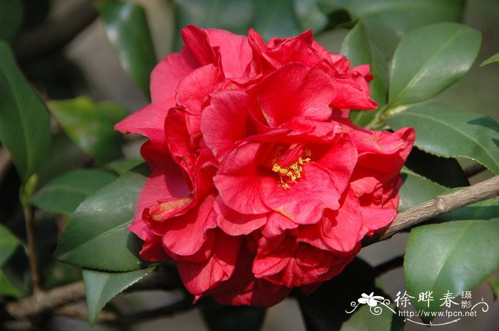 ‘紫金冠’山茶 Camellia 'Zhijinguan'