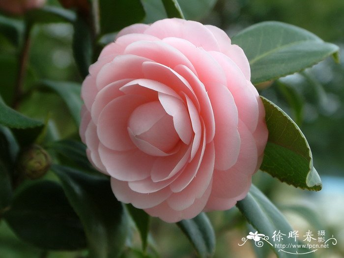 山茶Camellia japonica