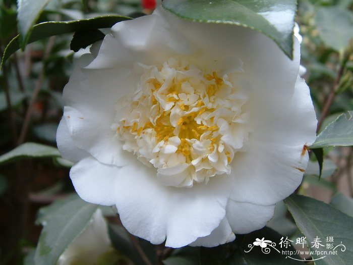 山茶Camellia japonica