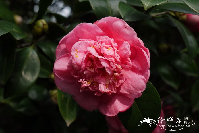 山茶Camellia japonica