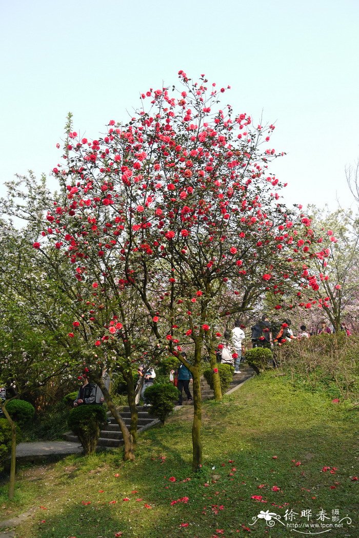 山茶Camellia japonica