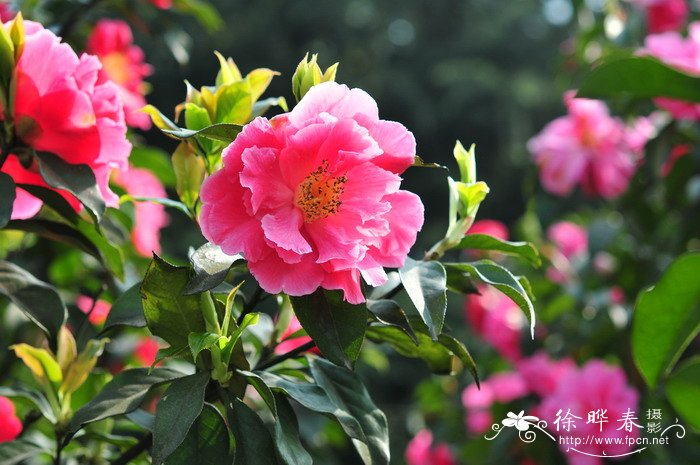 云南山茶Camellia reticulata