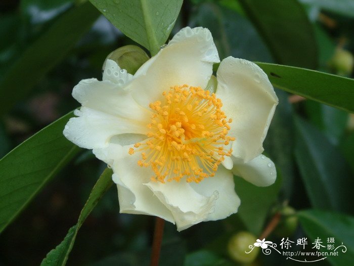 大头茶Gordonia axillaris