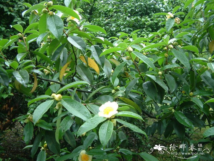 大头茶Gordonia axillaris 大头茶Gordonia axillaris