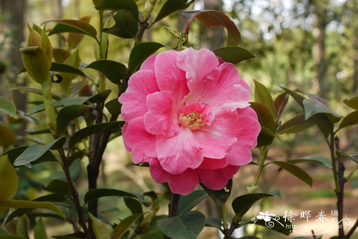 云南山茶Camellia reticulata