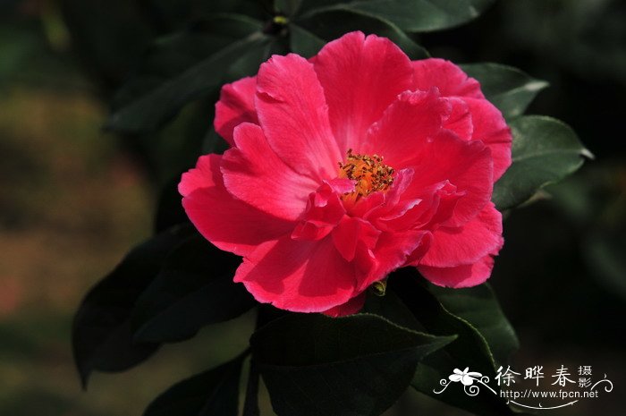 云南山茶Camellia reticulata 云南山茶Camellia reticulata