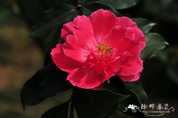 云南山茶Camellia reticulata