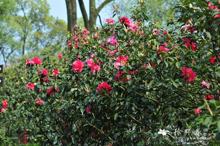 云南山茶Camellia reticulata