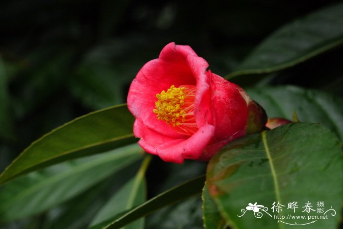 广宁红花油茶Camellia semiserrata 广宁红花油茶Camellia semiserrata