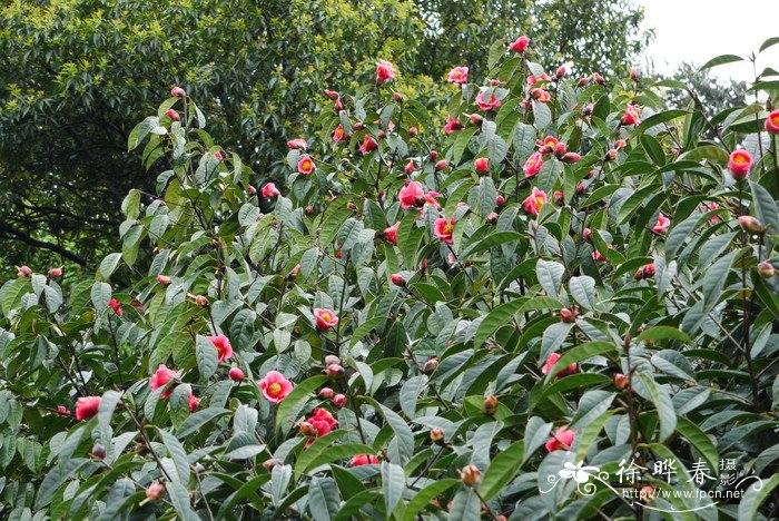 广宁红花油茶Camellia semiserrata