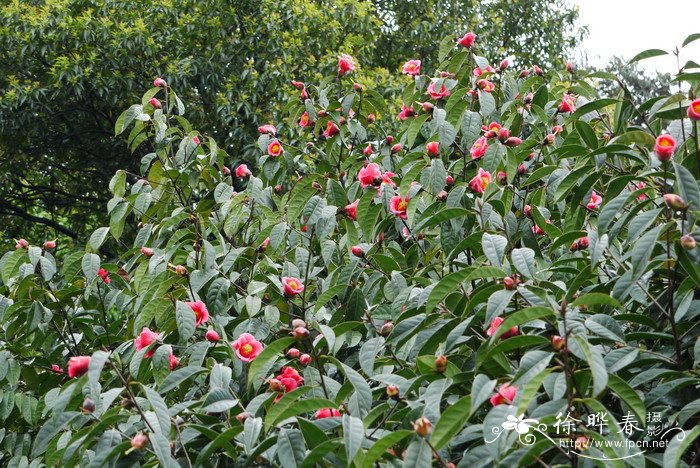 广宁红花油茶Camellia semiserrata 广宁红花油茶Camellia semiserrata