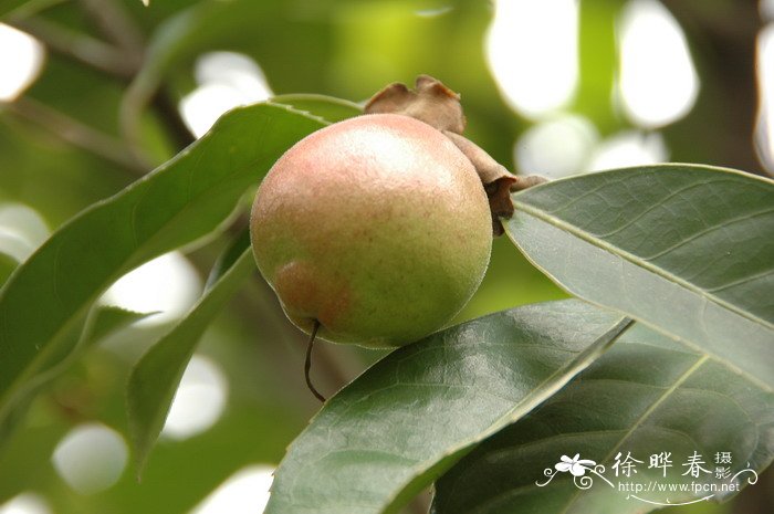 广宁红花油茶Camellia semiserrata