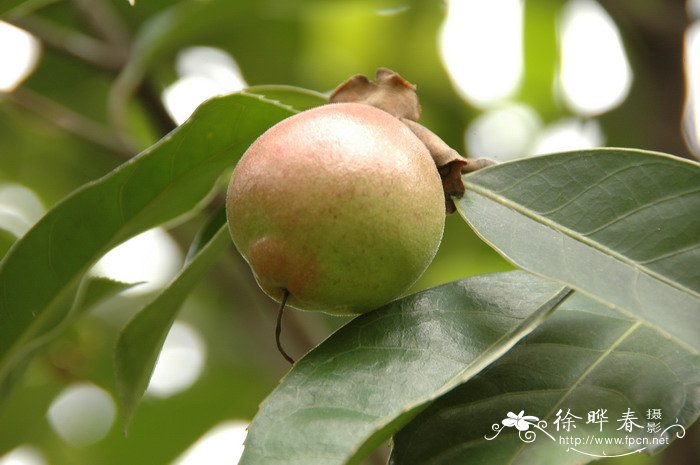 广宁红花油茶Camellia semiserrata 广宁红花油茶Camellia semiserrata