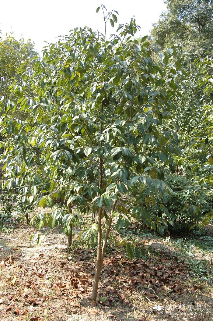 广宁红花油茶Camellia semiserrata 广宁红花油茶Camellia semiserrata