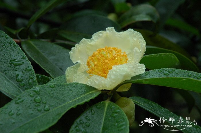 大头茶Gordonia axillaris