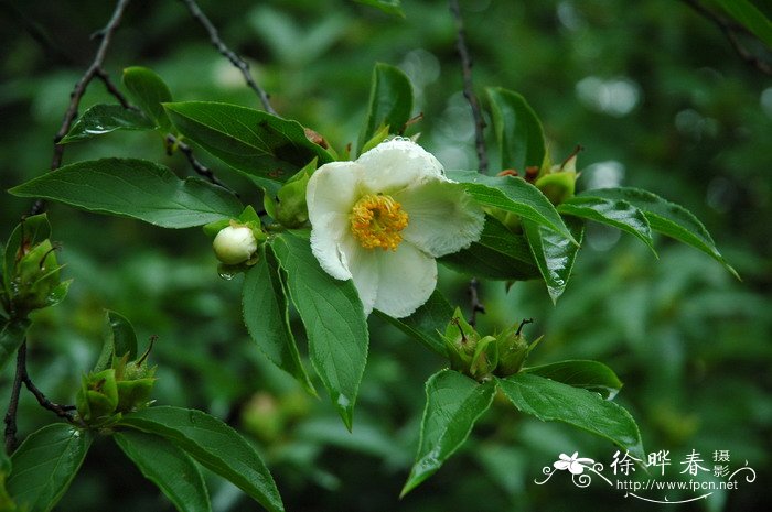 紫茎Stewartia sinensis 紫茎Stewartia sinensis