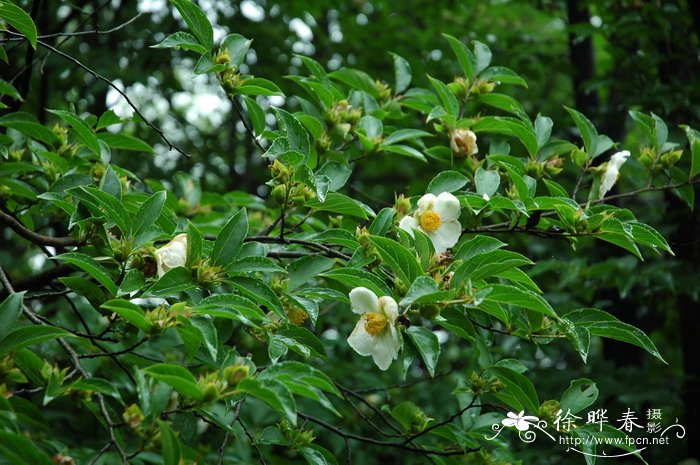 紫茎Stewartia sinensis 紫茎Stewartia sinensis