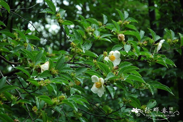 紫茎Stewartia sinensis