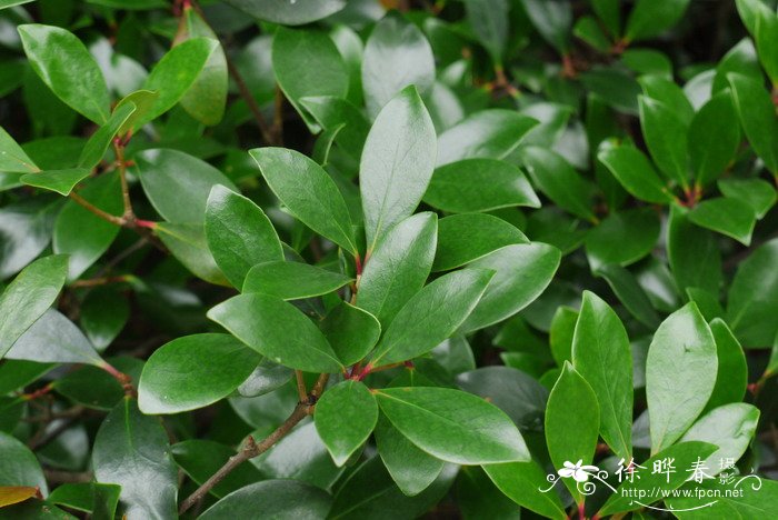 厚皮香Ternstroemia gymnanthera