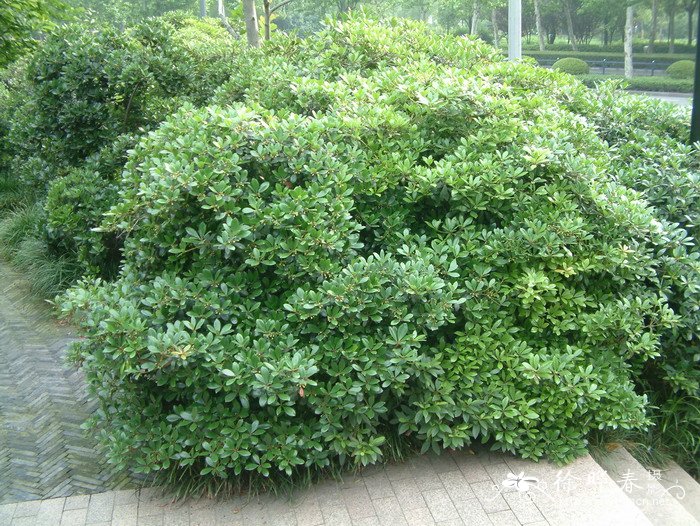 厚皮香Ternstroemia gymnanthera 厚皮香Ternstroemia gymnanthera