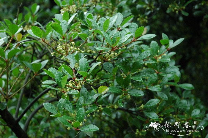 日本厚皮香Ternstroemia japonica 日本厚皮香Ternstroemia japonica