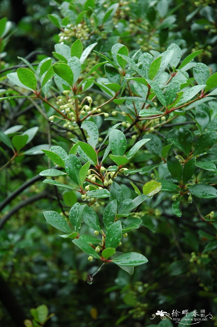 日本厚皮香Ternstroemia japonica 日本厚皮香Ternstroemia japonica