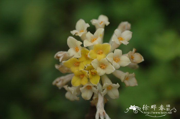 结香Edgeworthia chrysantha 结香Edgeworthia chrysantha