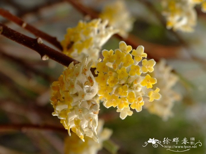 结香Edgeworthia chrysantha