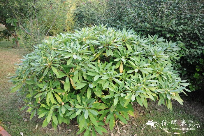 结香Edgeworthia chrysantha