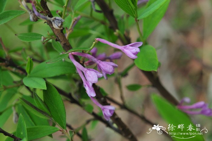 芫花Daphne genkwa 芫花Daphne genkwa