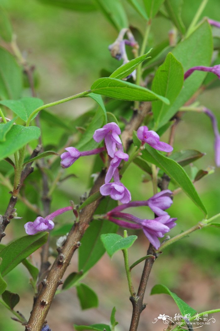 芫花Daphne genkwa 芫花Daphne genkwa